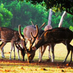 Wildlife in Changa Manga, featuring a group of deer grazing.